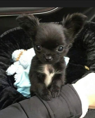 Chihuahua 3 mesi pelo lungo ipertipico