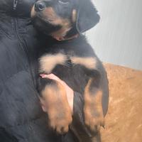 Rottweiler