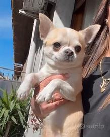 Chihuahua