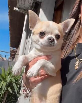 Chihuahua