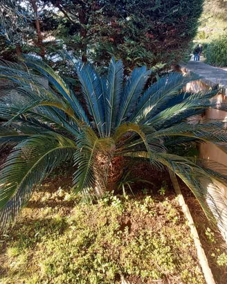 Palma da giardino