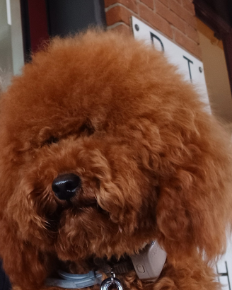 Femmina barboncino toy C. E. R. C. O