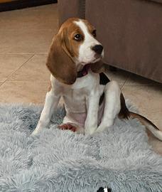 Beagle femmina 