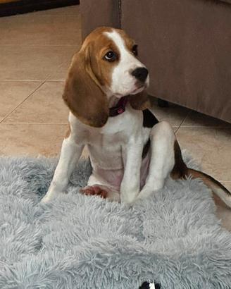 Beagle femmina 