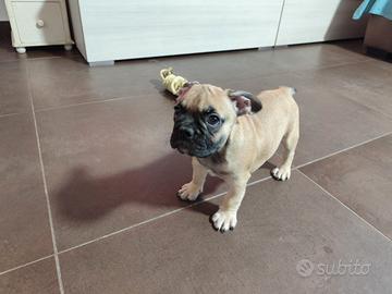 Bulldog francese Fulvio