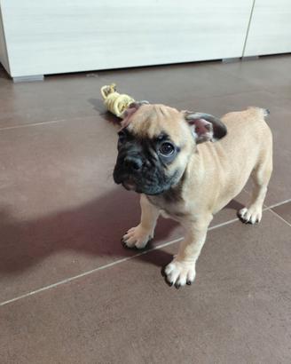 Bulldog francese Fulvio