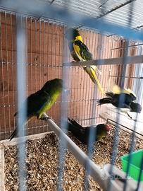 Kakariki