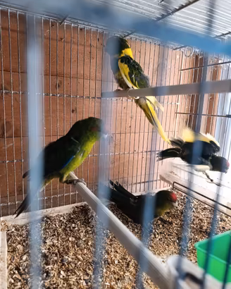 Kakariki