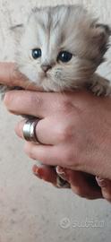 Cuccioli gatto persiano