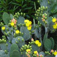 Fico d'India - Talee