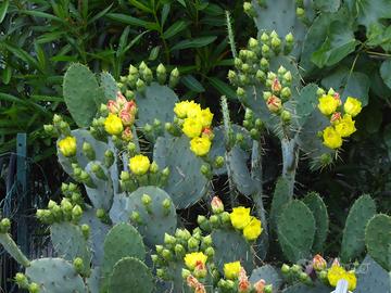 Fico d'India - Talee