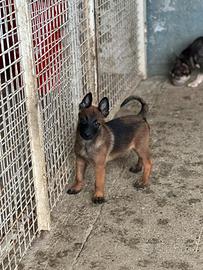Pastore Belga Malinois femmina prezzo speciale