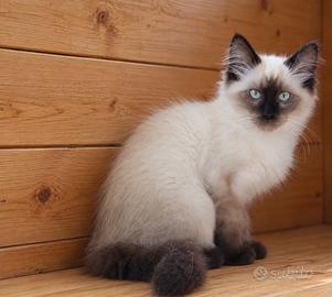 Ragdoll cucciolo con pedigree.