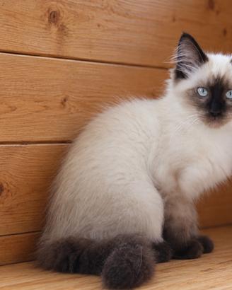 Ragdoll cucciolo con pedigree.
