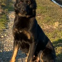 Pastore tedesco nero