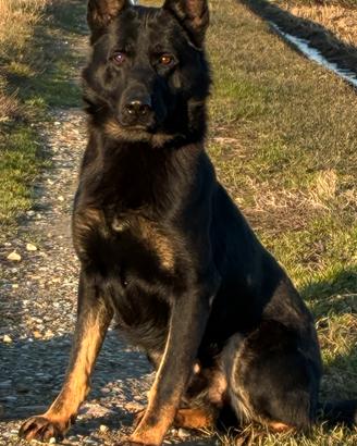 Pastore tedesco nero