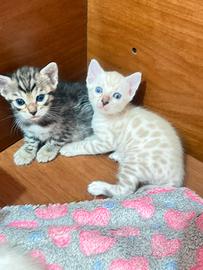Gatto bengala cucciolo maschio