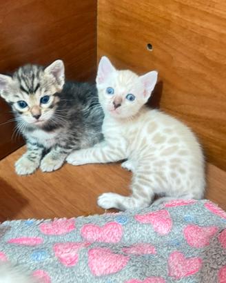 Gatto bengala cucciolo maschio