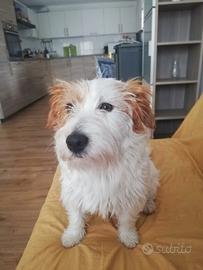 Disponibile x monte Jack Russel con pedigree ENCI 