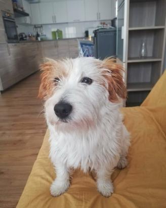 Disponibile x monte Jack Russel con pedigree ENCI 