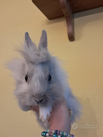 Coniglio nano