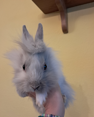Coniglio nano