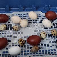 Galline ornamentali, uova e pulcinotti