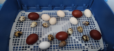 Galline ornamentali, uova e pulcinotti