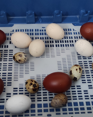 Galline ornamentali, uova e pulcinotti