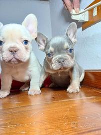 Bulldog francese