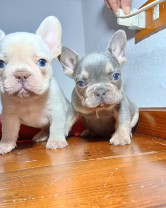 Bulldog francese