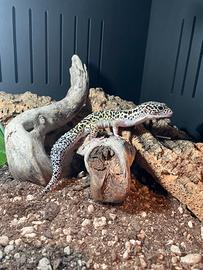 Geco Leopardino