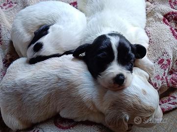 Mix cocker&setter cuccioli