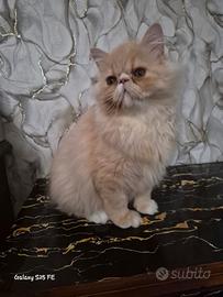 Gatti persiani