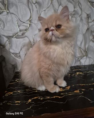 Gatti persiani
