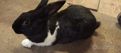 Coniglio pezzato maschio pronto monta