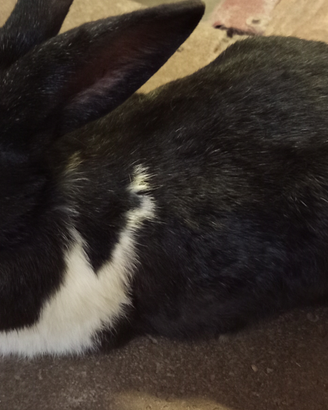 Coniglio pezzato maschio pronto monta