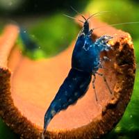 Neocaridine blue dream