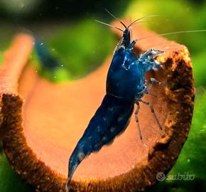 Neocaridine blue dream