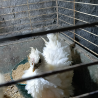 Galline ricce