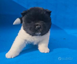 Cucciole akita americano