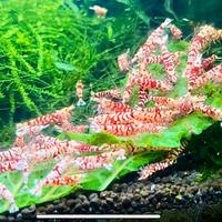 Caridine Red Fancy Tiger (Vin Fish Line)