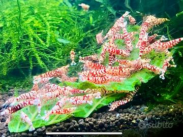 Caridine Red Fancy Tiger (Vin Fish Line)