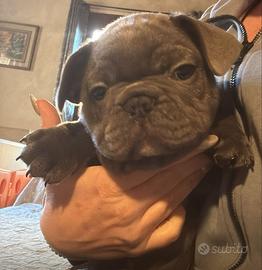 Bulldog francese