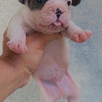 Bulldog francese bianco e blu