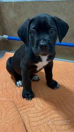 Cane Corso