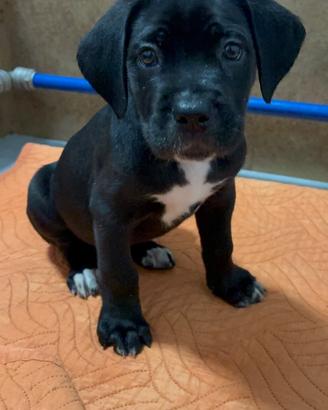 Cane Corso