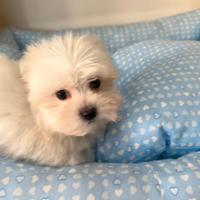 Cuccioli maltesi toy