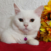 British Shorthair maschio