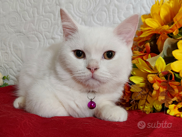 British Shorthair maschio